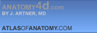 Atlas of Human Anatomy